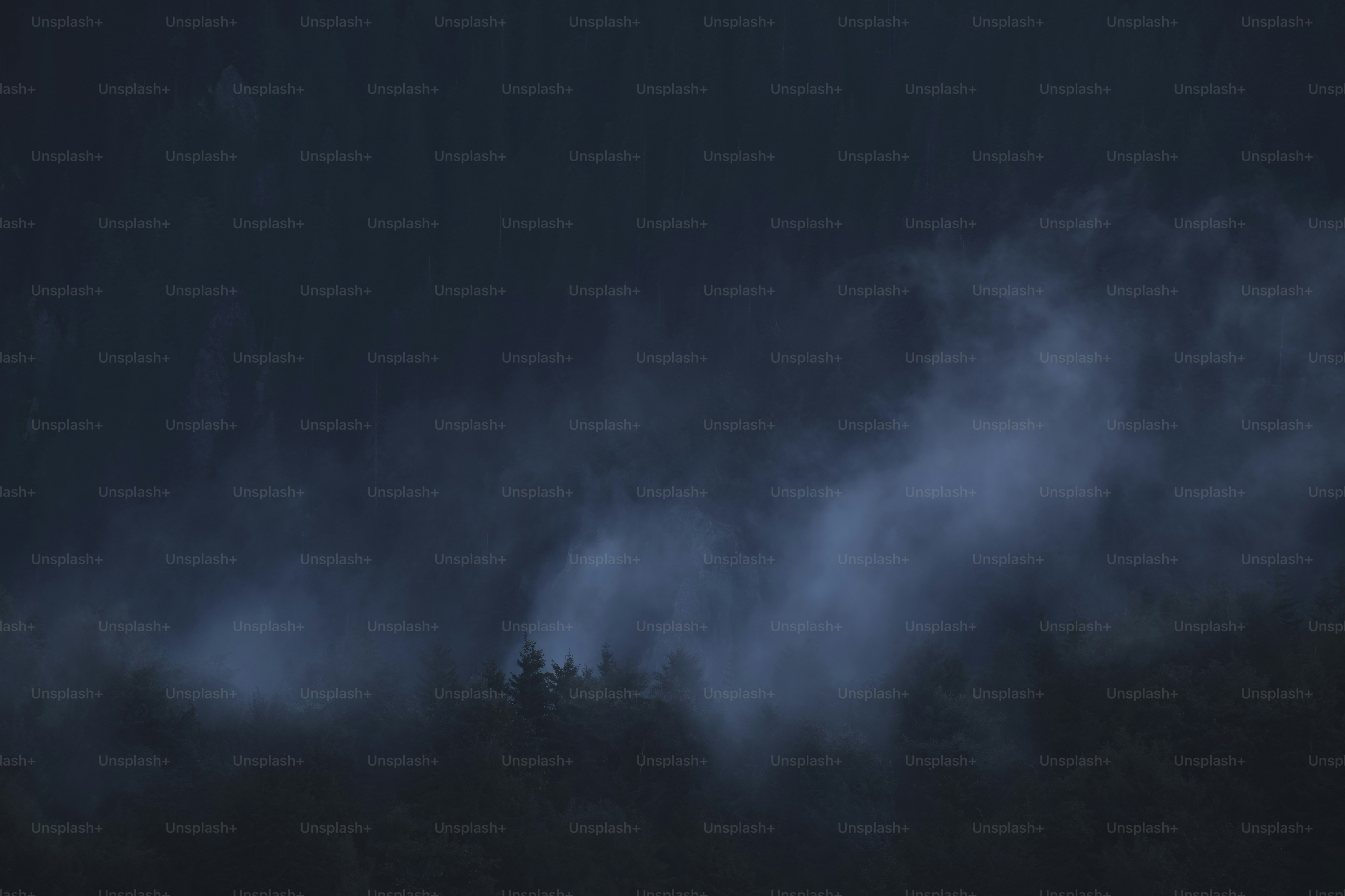 uma foto em preto e branco de uma floresta à noite