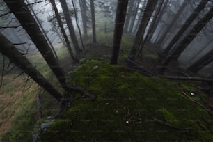 a foggy forest filled with lots of trees