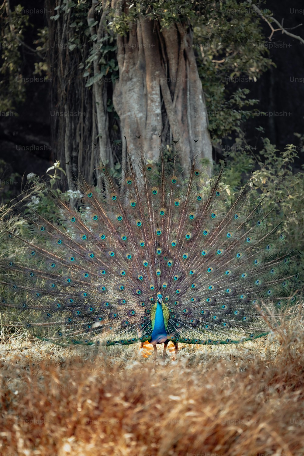 un pavone che mostra le sue piume davanti a un albero