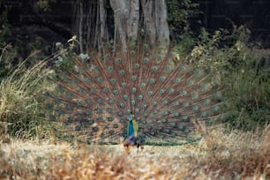 a peacock with its feathers spread out in the grass