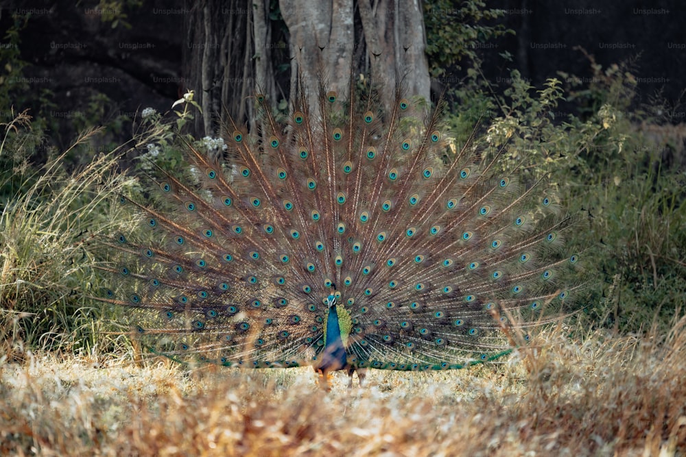 a peacock with its feathers spread out in the grass