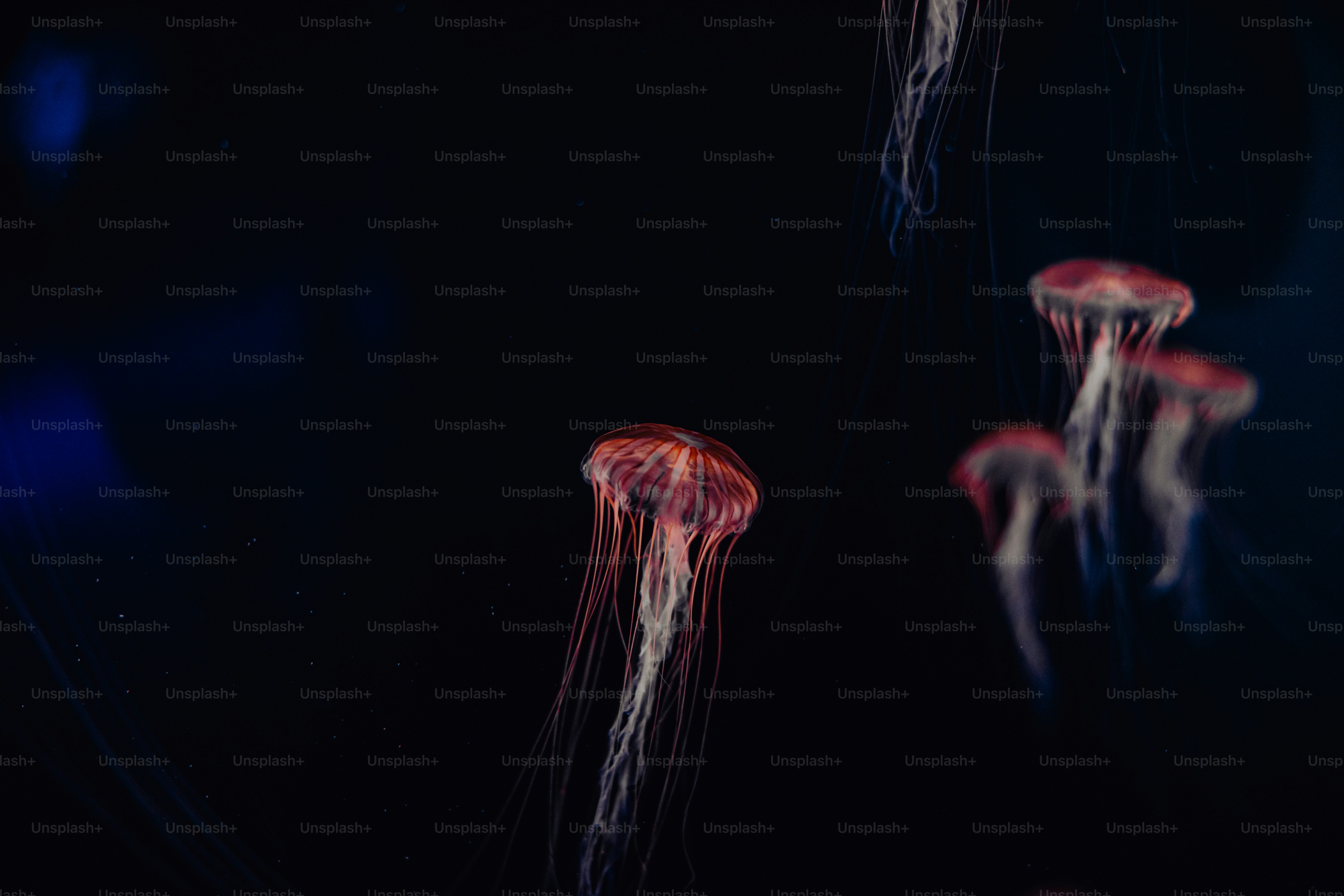 A group of jellyfish floating in the water photo – Animal Image on Unsplash