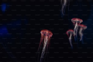 a group of jellyfish floating in the water