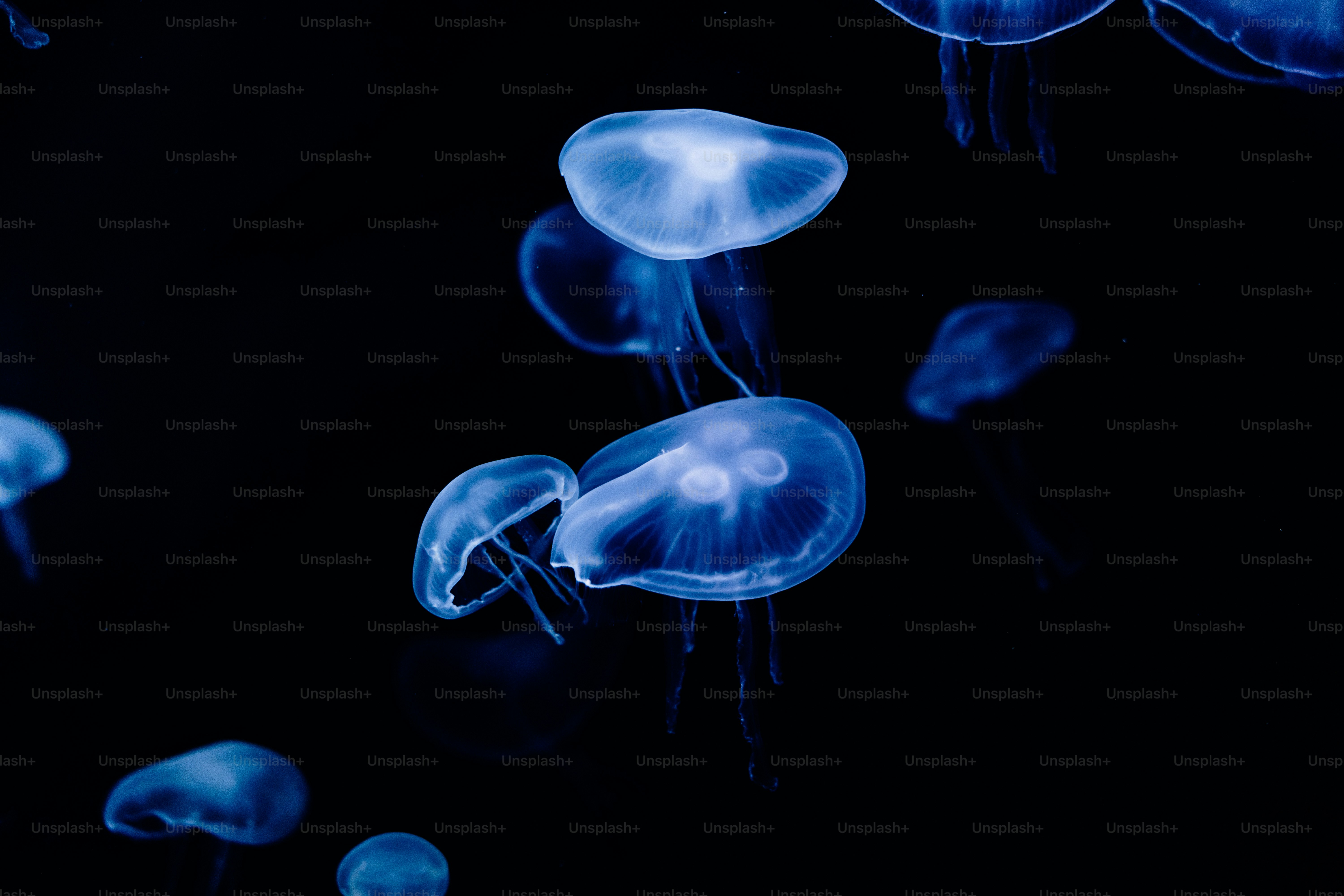 a group of blue jellyfish floating in the water