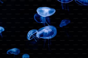 a group of blue jellyfish floating in the water