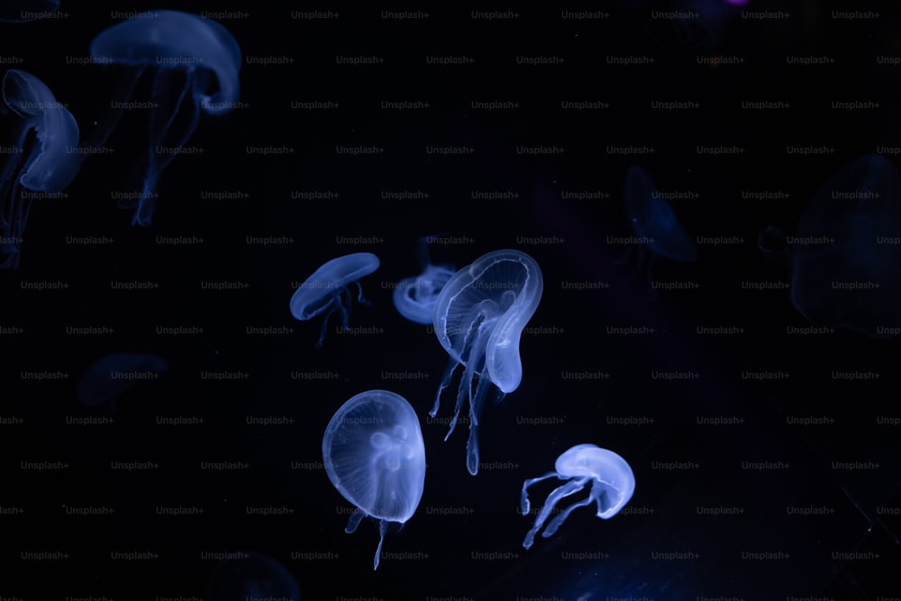 a group of jellyfish swimming in the dark