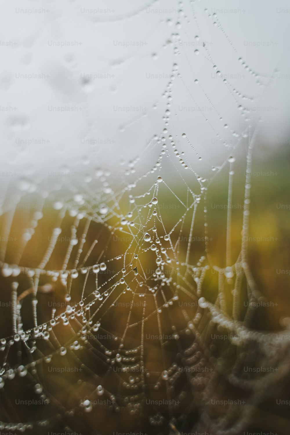 a spider web with water droplets on it