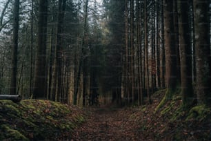 ein Weg durch einen Wald mit vielen Bäumen