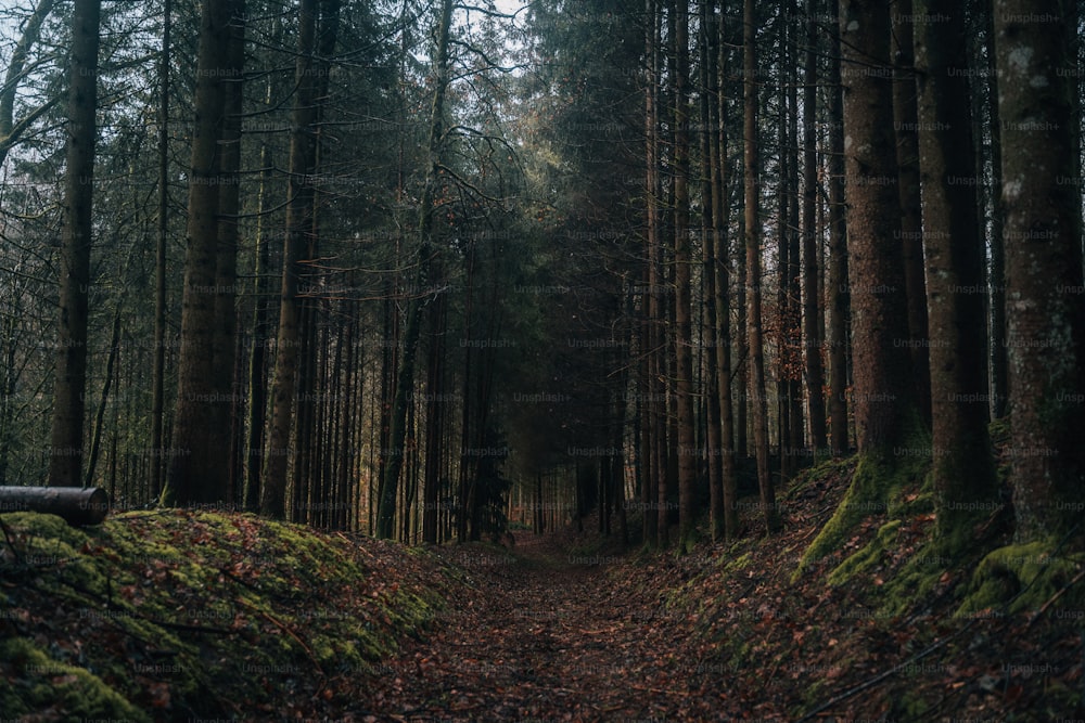 um caminho através de uma floresta com muitas árvores