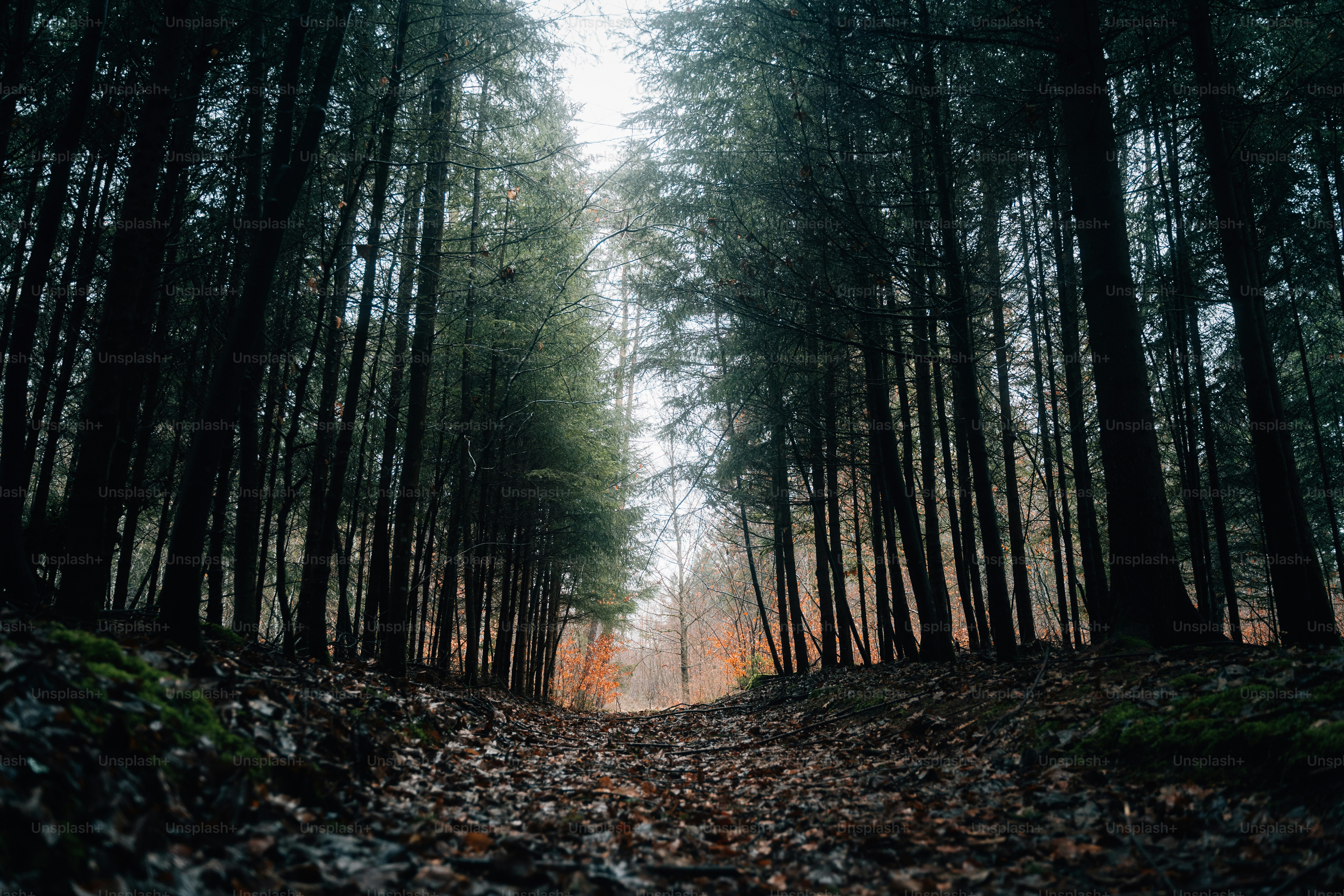 ein Feldweg, umgeben von Bäumen und Blättern