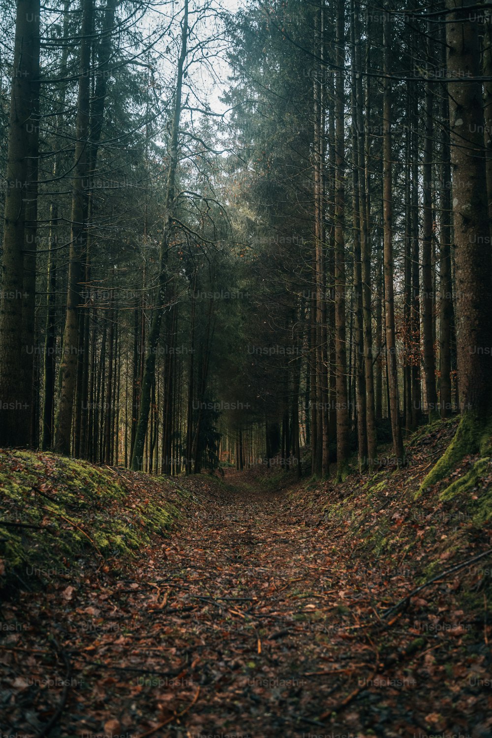 a path in the middle of a forest with lots of trees