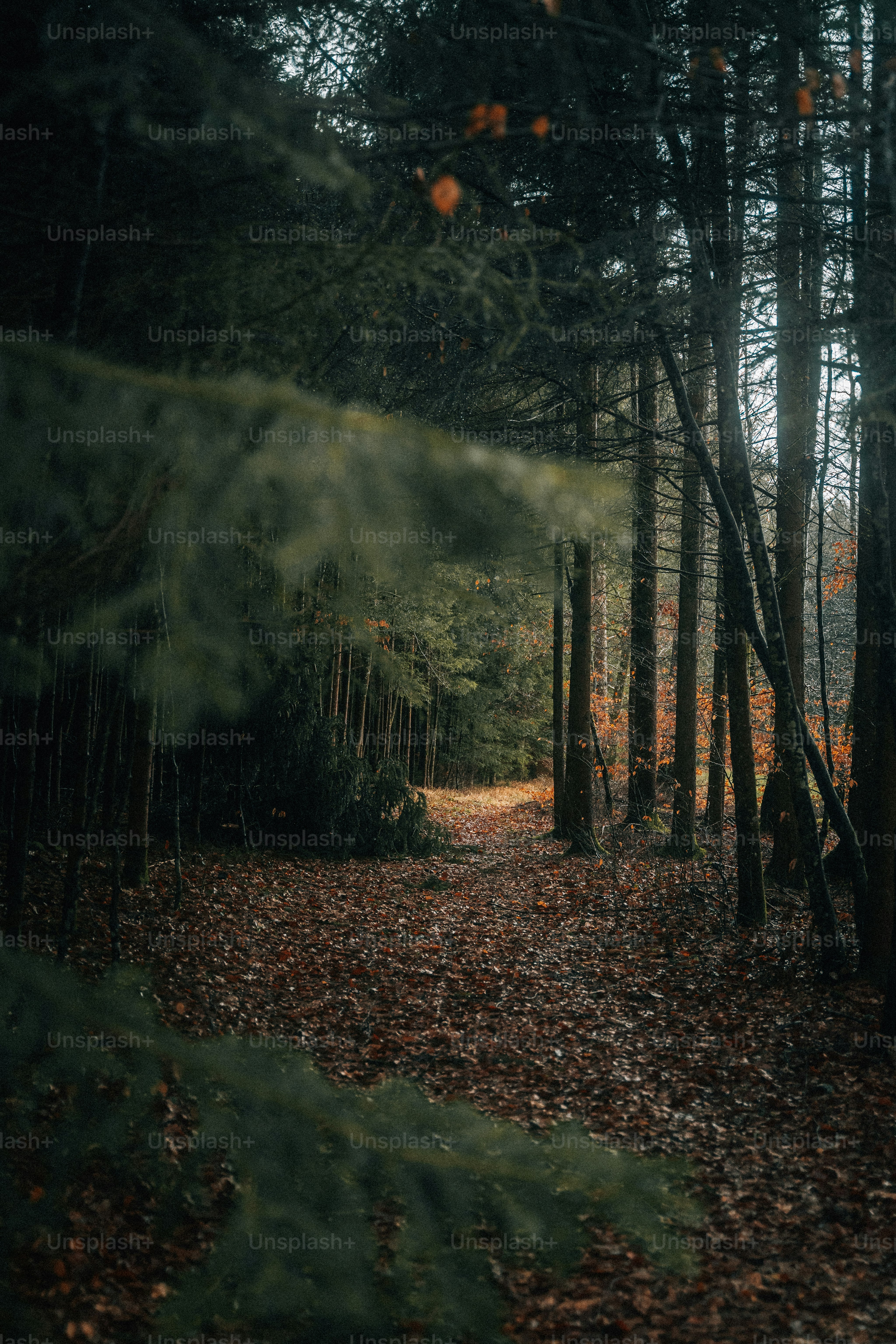ein Weg mitten im Wald, umgeben von Bäumen