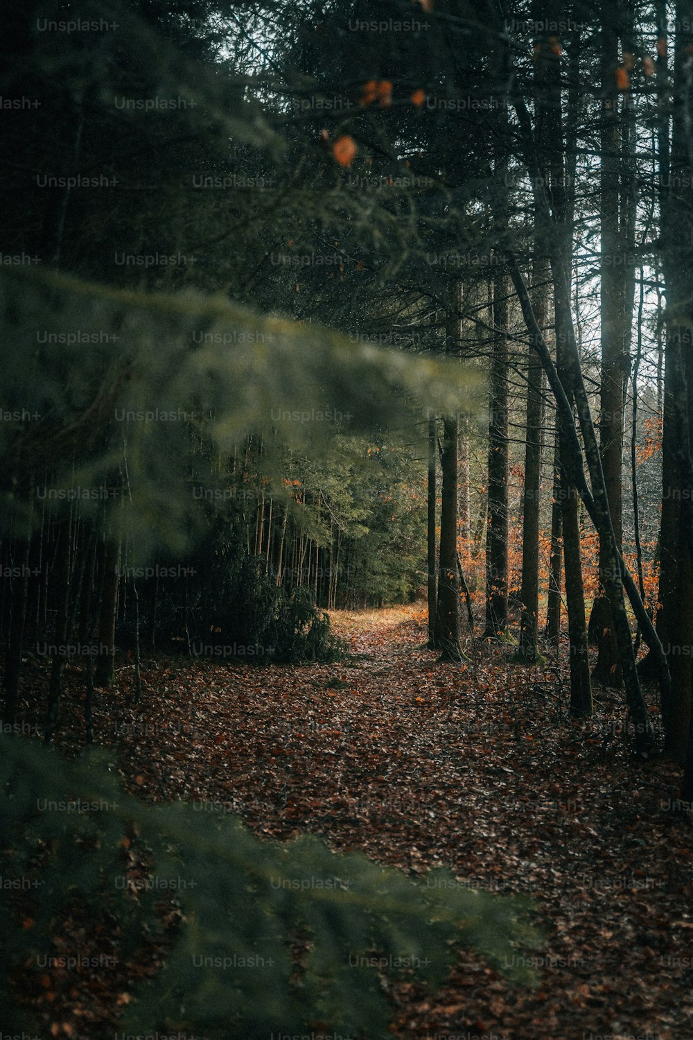 um caminho no meio de uma floresta cercada por árvores