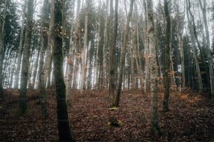 a forest filled with lots of tall trees