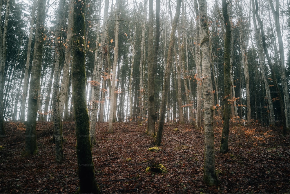 a forest filled with lots of tall trees