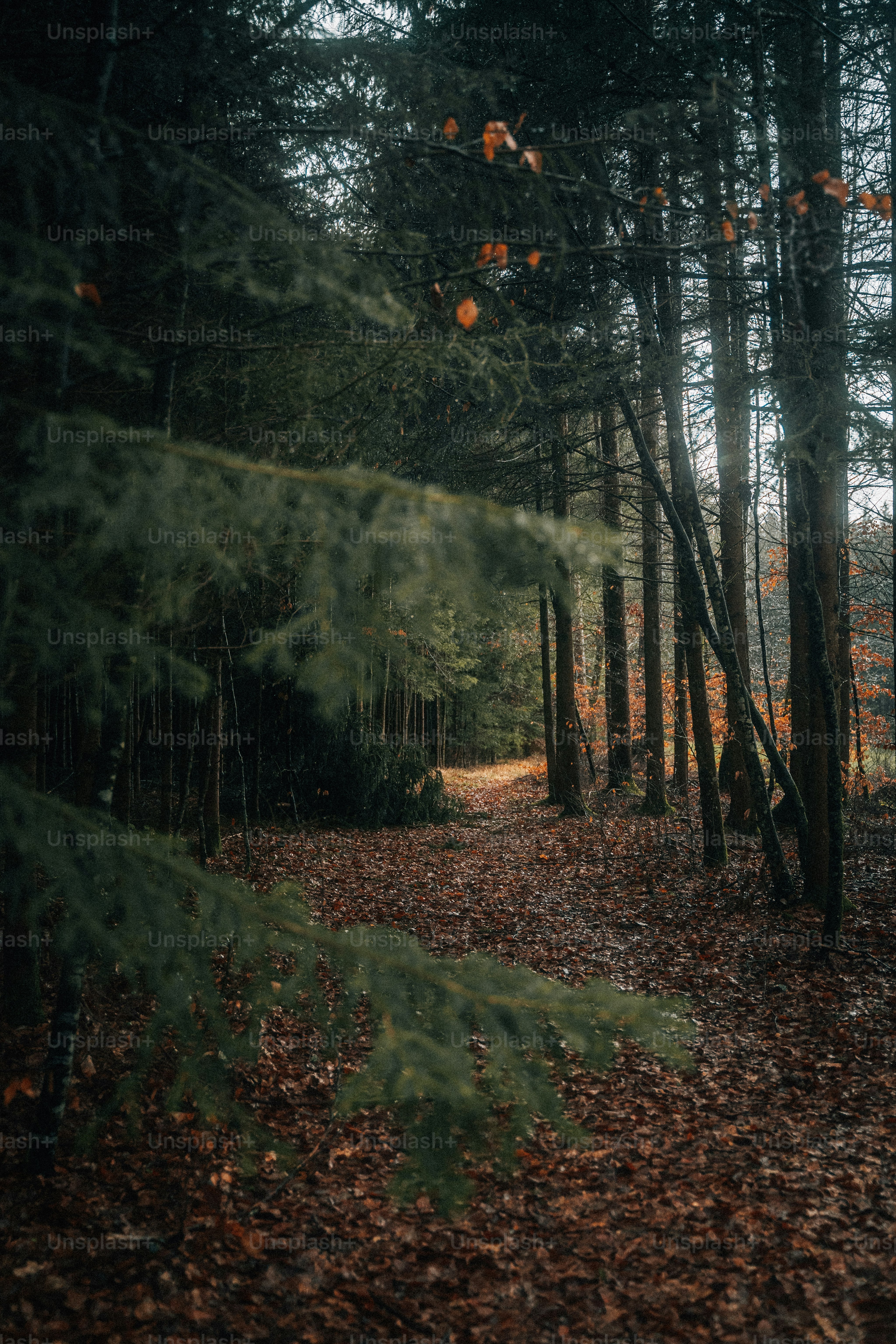 ein Weg durch einen Wald mit vielen Bäumen