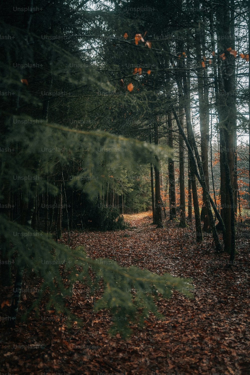 a path through a forest with lots of trees