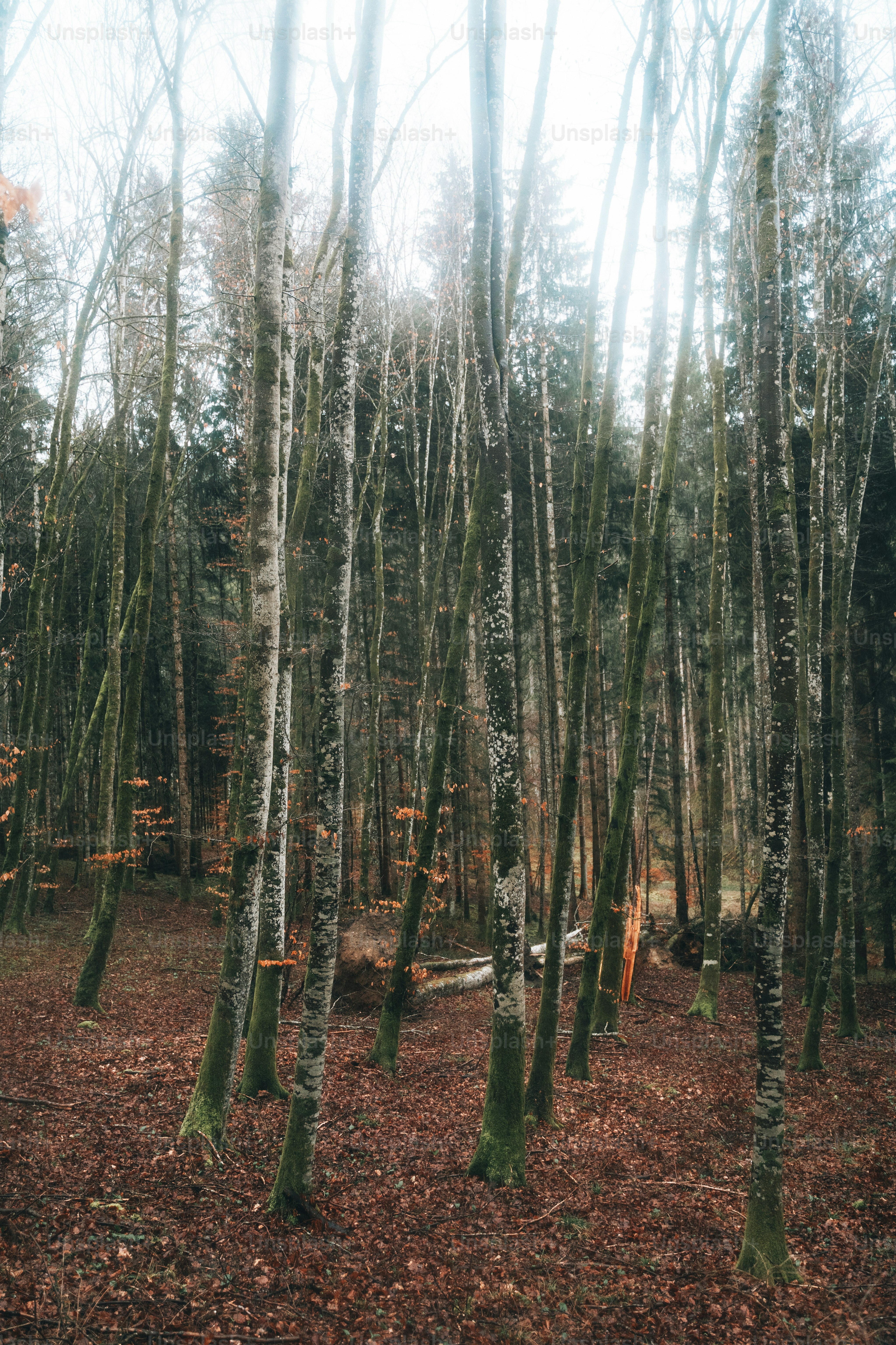 Ein Wald mit vielen hohen Bäumen