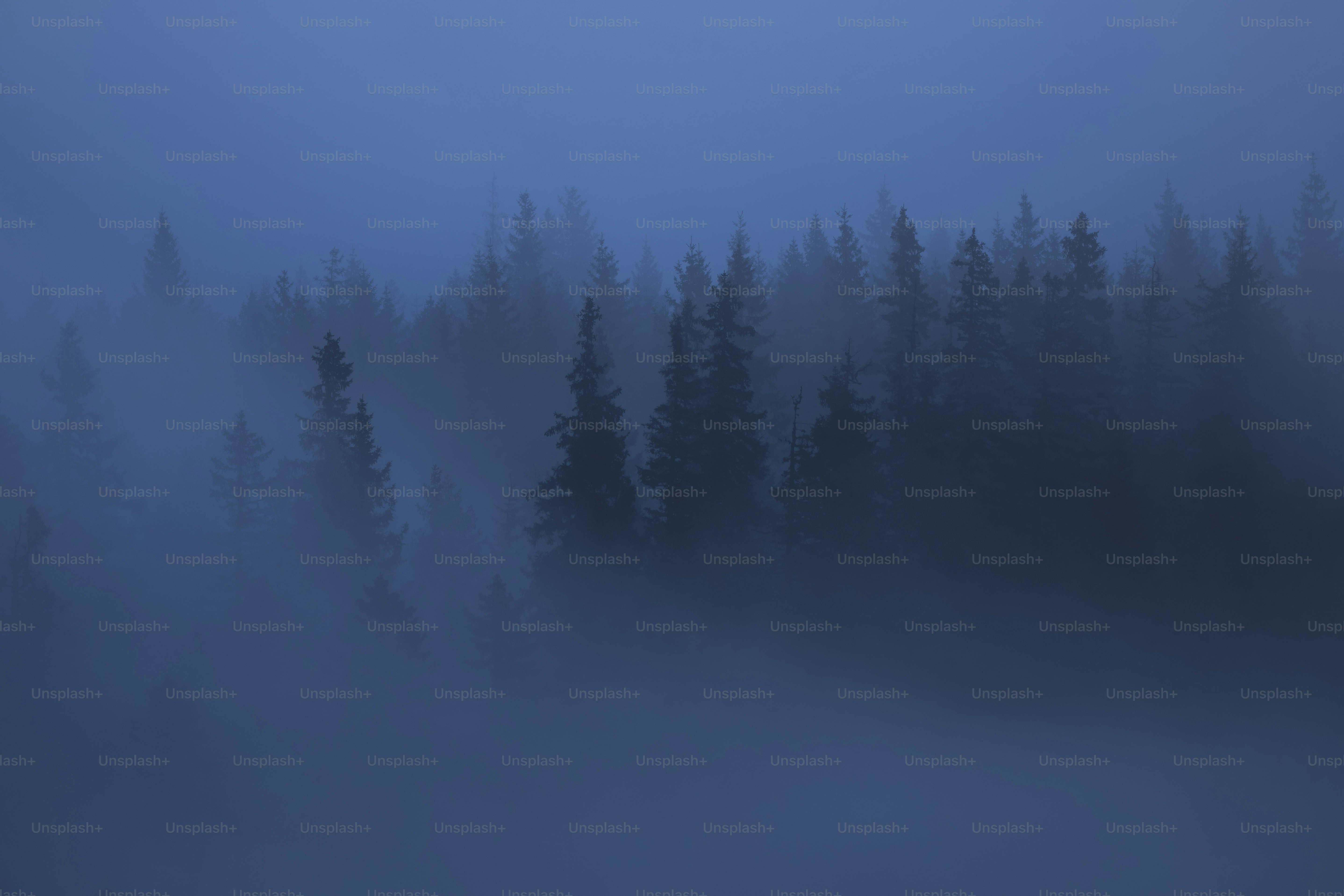 A forest filled with lots of trees covered in fog photo – Forest Image ...
