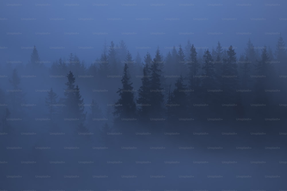 a foggy forest filled with lots of trees