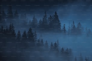une forêt remplie de nombreux arbres couverts de brouillard