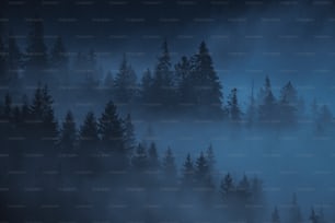 a forest filled with lots of trees covered in fog