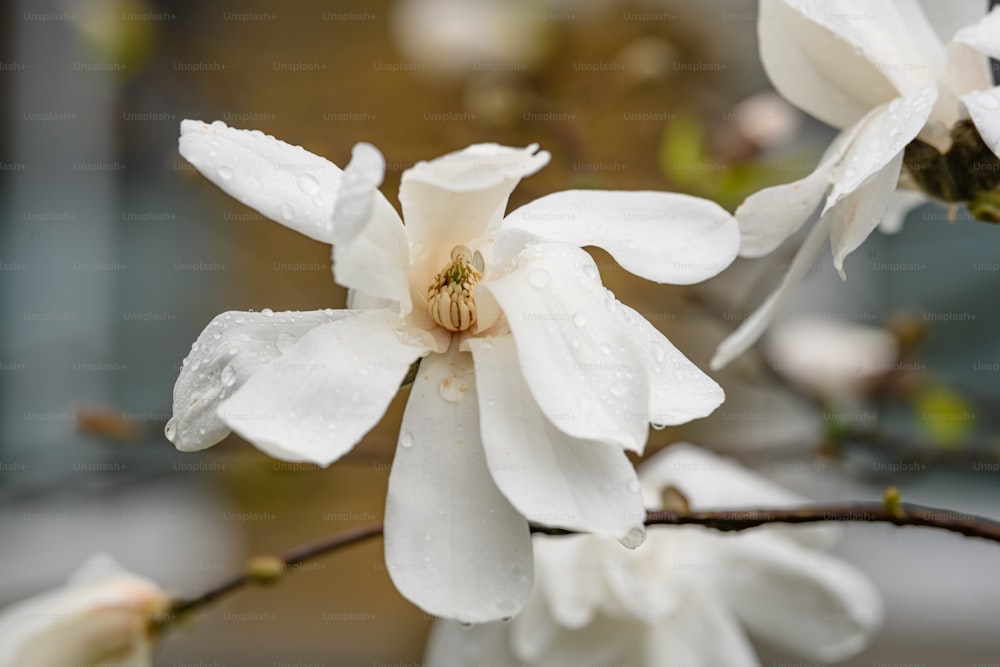 eine weiße Blume mit Wassertropfen darauf