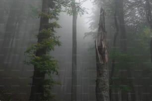 une forêt remplie de nombreux arbres couverts de brouillard
