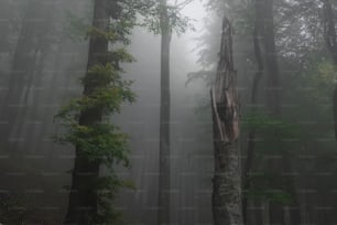 a forest filled with lots of trees covered in fog