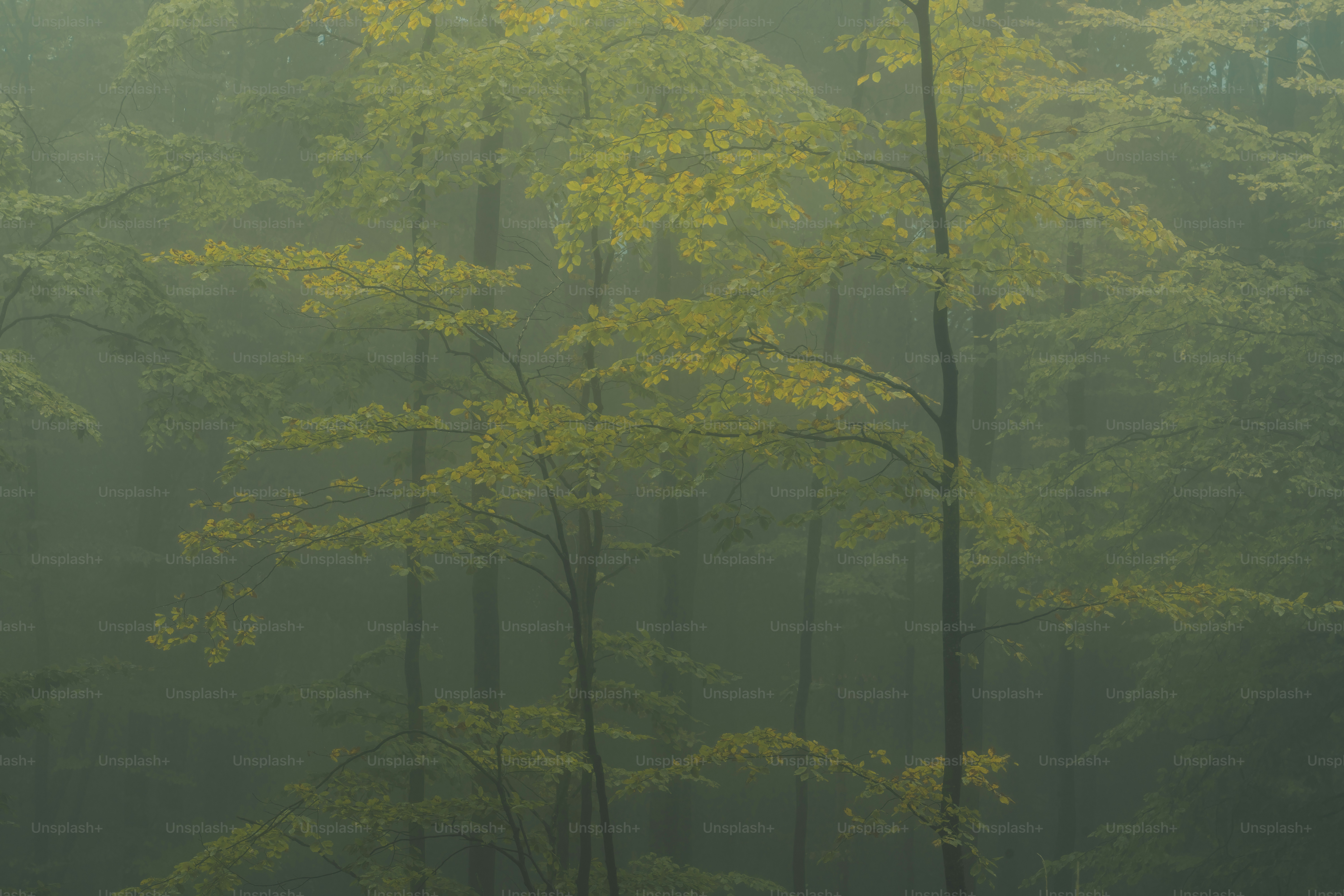 강원도갯골자연휴양림