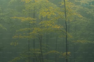 una foresta nebbiosa piena di alberi