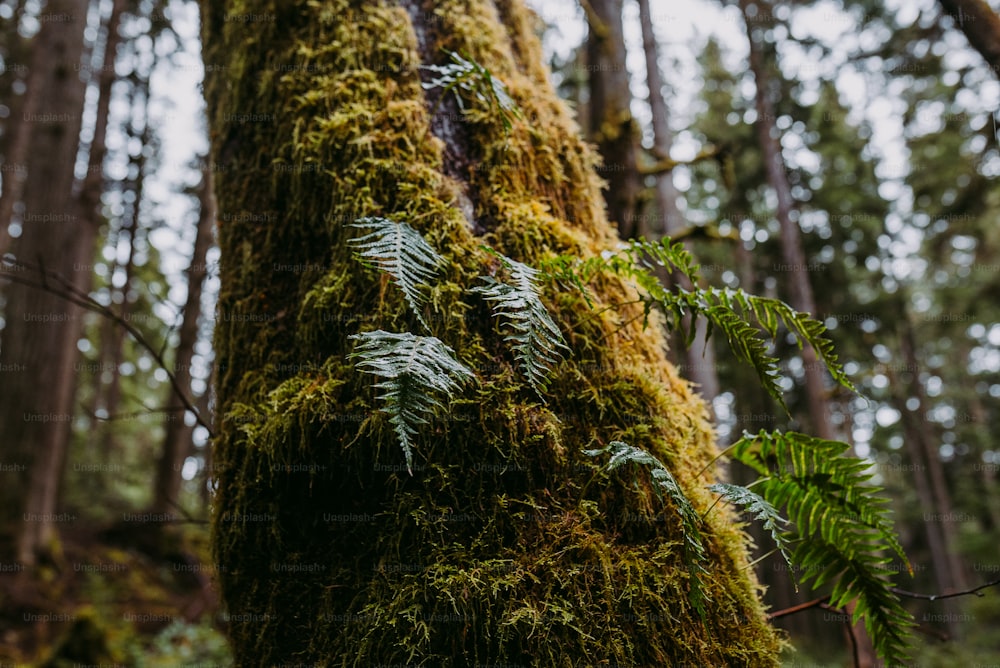 a moss covered tree in the middle of a forest