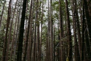 a forest filled with lots of tall trees