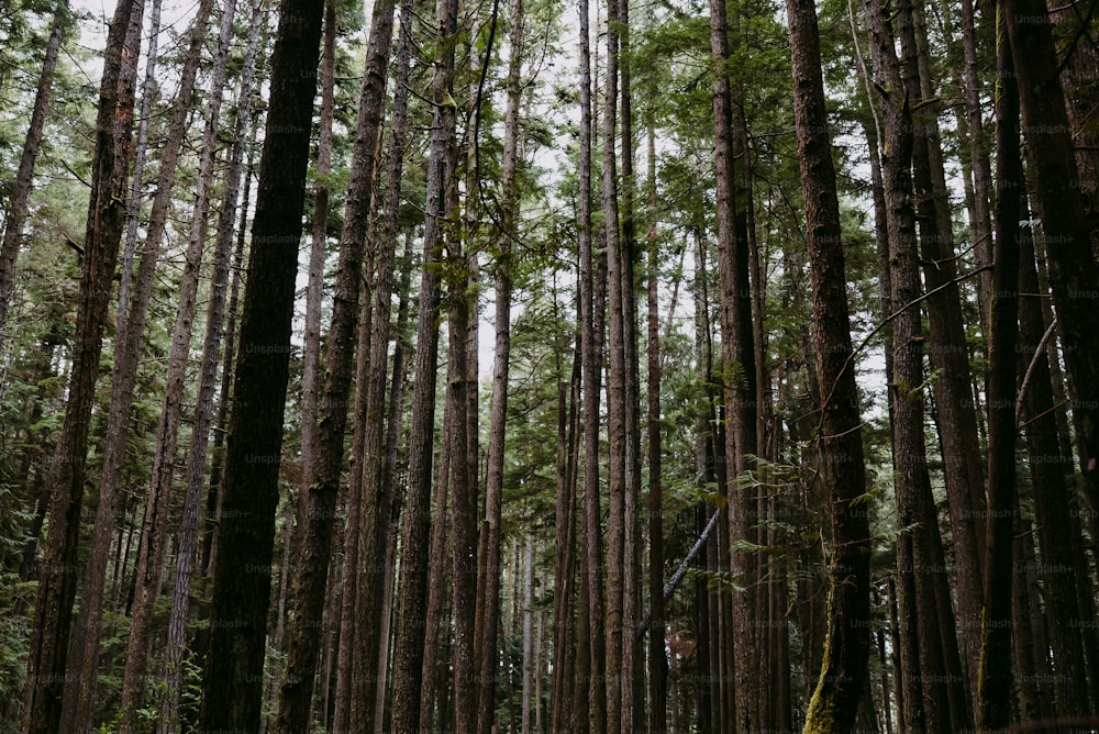 Une forêt remplie de grands arbres