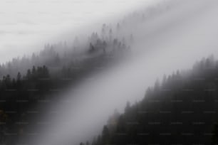 uma floresta coberta de nevoeiro e nuvens baixas