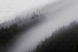 a forest covered in fog and low lying clouds