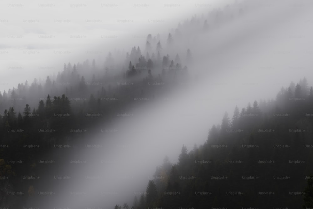 una foresta coperta di nebbia e nuvole basse