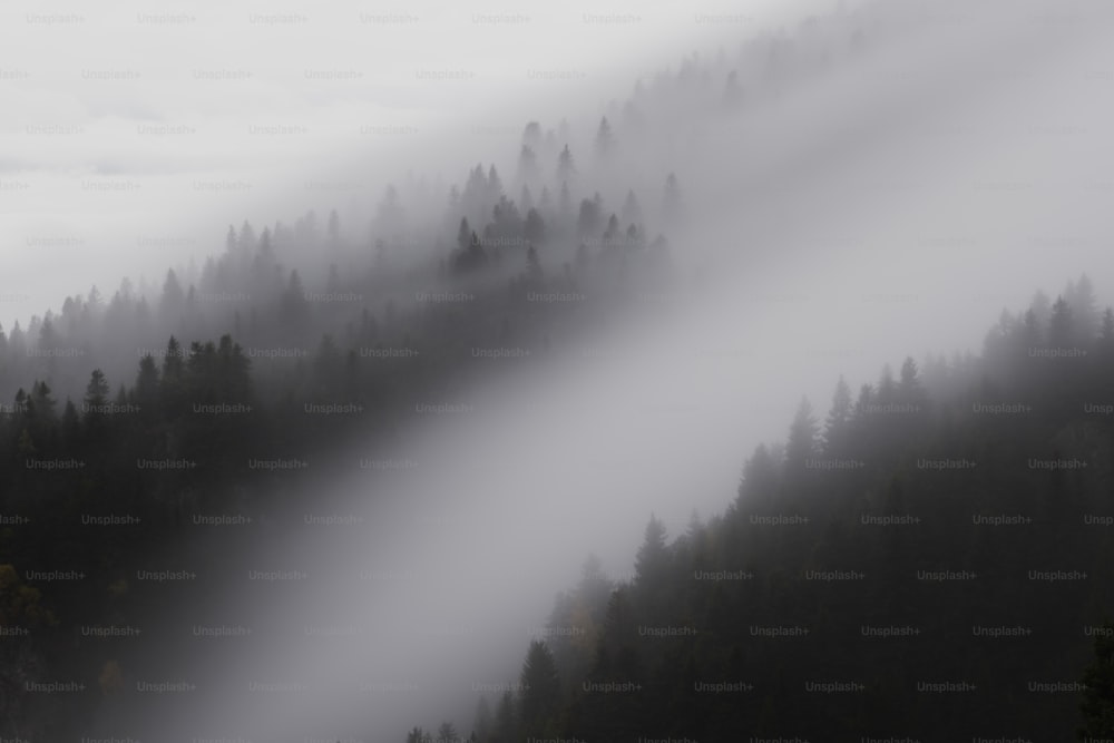 a forest covered in fog and low lying clouds