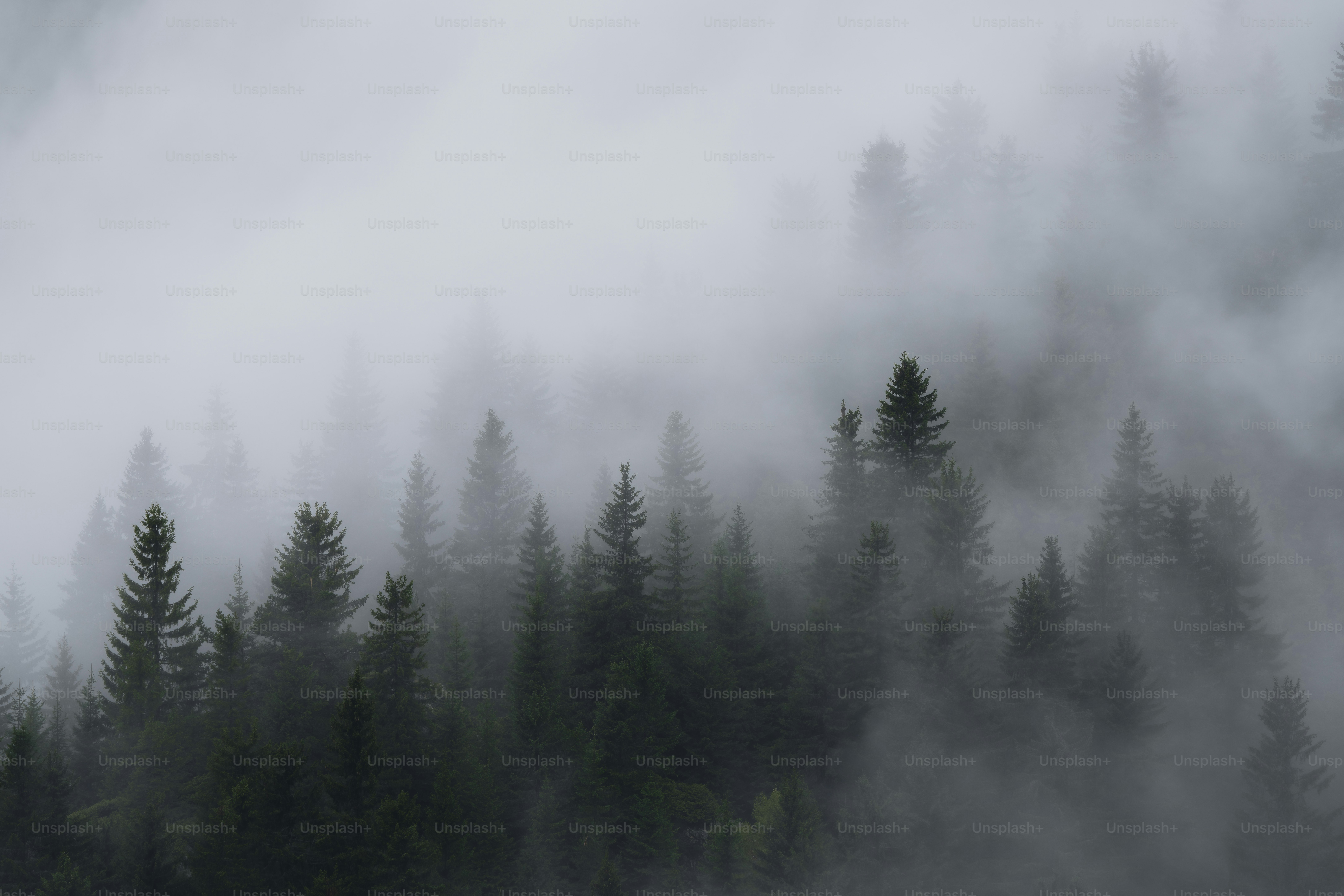 Ein nebliger Wald mit vielen Bäumen