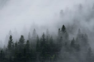 uma floresta nebulosa cheia de árvores