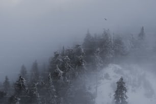 um pássaro voando sobre uma floresta coberta de neve