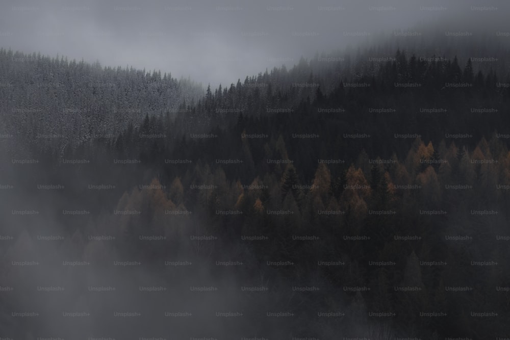 une forêt brumeuse avec des arbres au loin