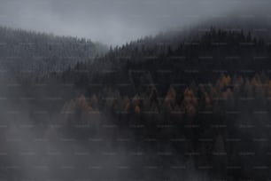 a foggy forest with trees in the distance