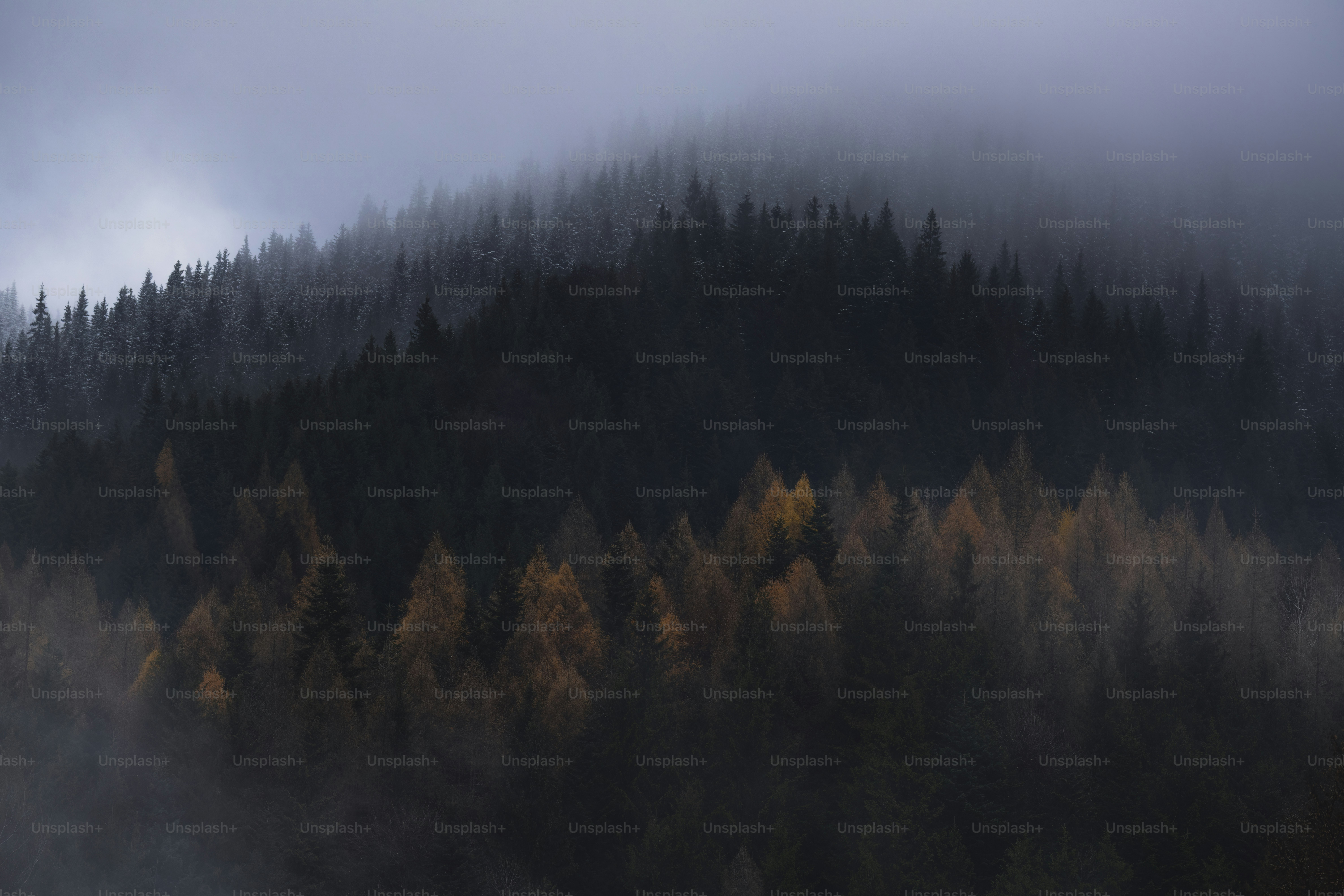 a foggy mountain with trees in the foreground