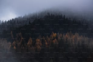 a foggy mountain with trees in the foreground