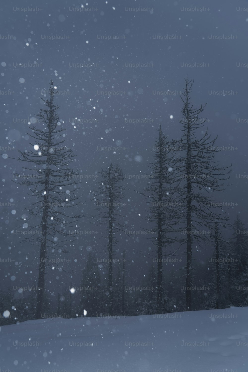 a snow covered forest filled with lots of trees