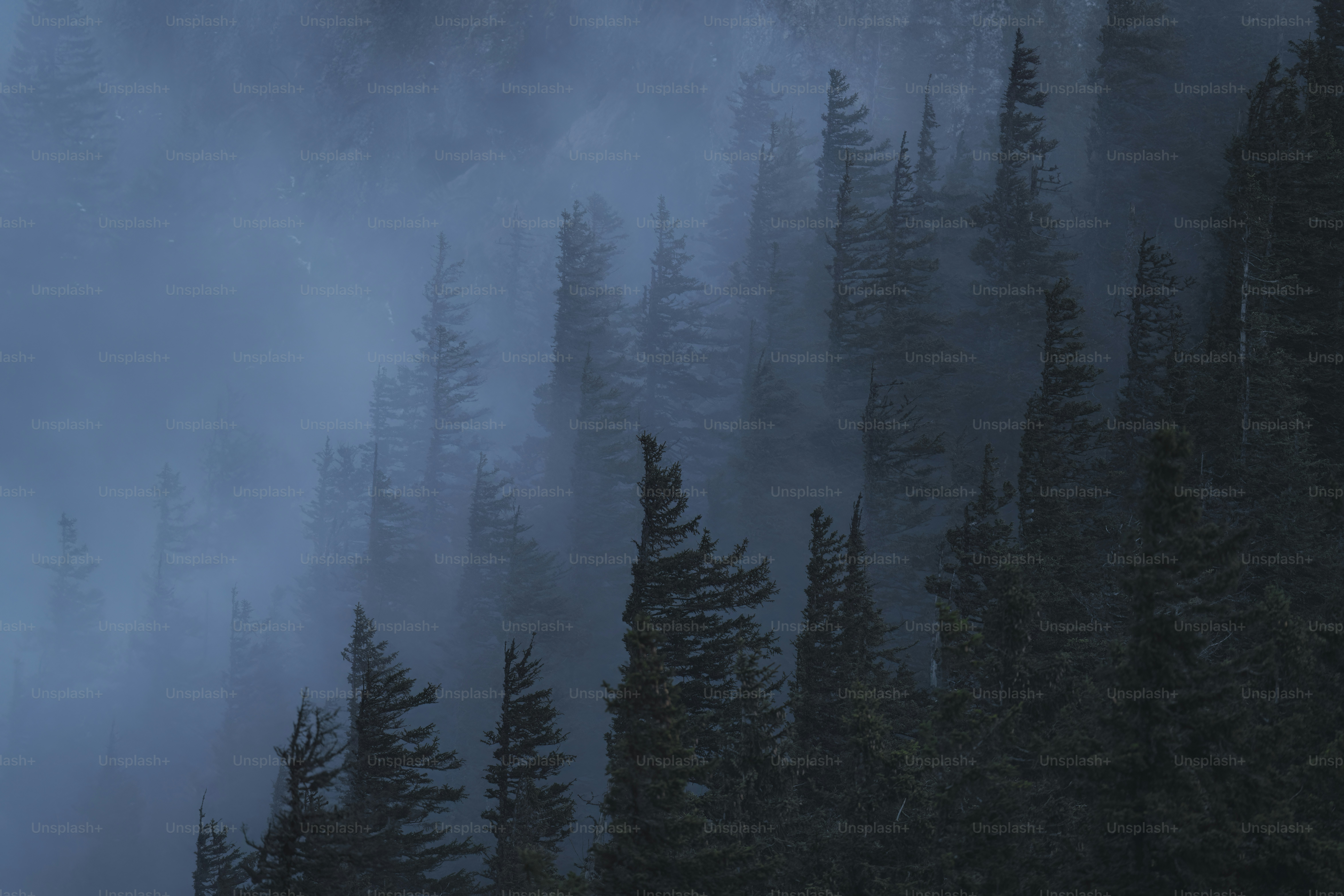 a forest filled with lots of trees covered in fog