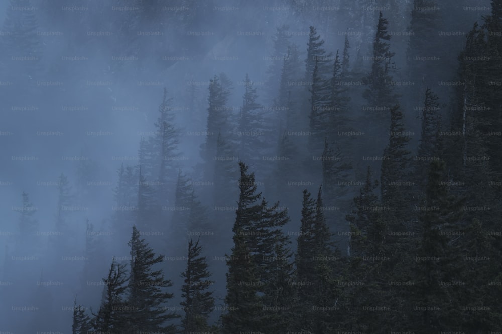 una foresta piena di molti alberi coperti di nebbia
