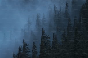 Un bosque lleno de muchos árboles cubiertos de niebla