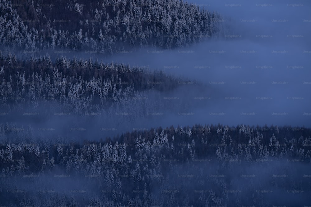a group of trees covered in fog in a forest